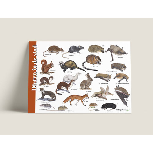 Tringa paintings Herkenningskaart Dieren in de stad met natuurillustraties van Jasper de Ruiter Tringa paintings Herkenningskaart Dieren in de stad met natuurillustraties van Jasper de Ruiter