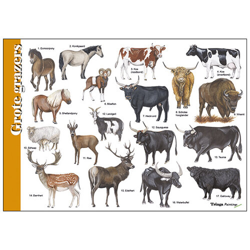 Tringa paintings Herkenningskaart Grote grazers van Tringa Tringa paintings Herkenningskaart Grote grazers van Tringa