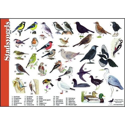 Tringa paintings Herkenningskaart Stadsvogels van Tringa Tringa paintings Herkenningskaart Stadsvogels van Tringa