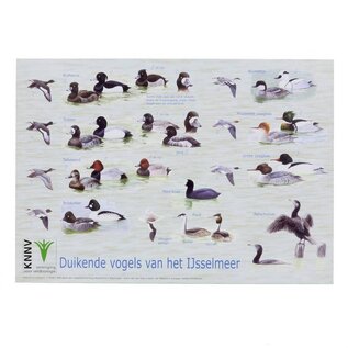 Duikende vogels IJsselmeer