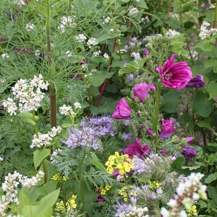 Bolster Bloemzadenmengsel Tübinger voor bijen en vlinders