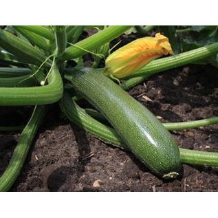 Bolster Courgette (BIO)