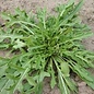 Bolster Rucola (BIO)