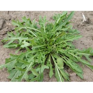 Bolster Rucola (BIO)