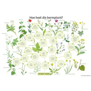 IVN Zoekkaart bloeiende bermplanten