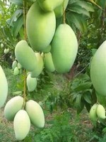 mango 12345 change name uat