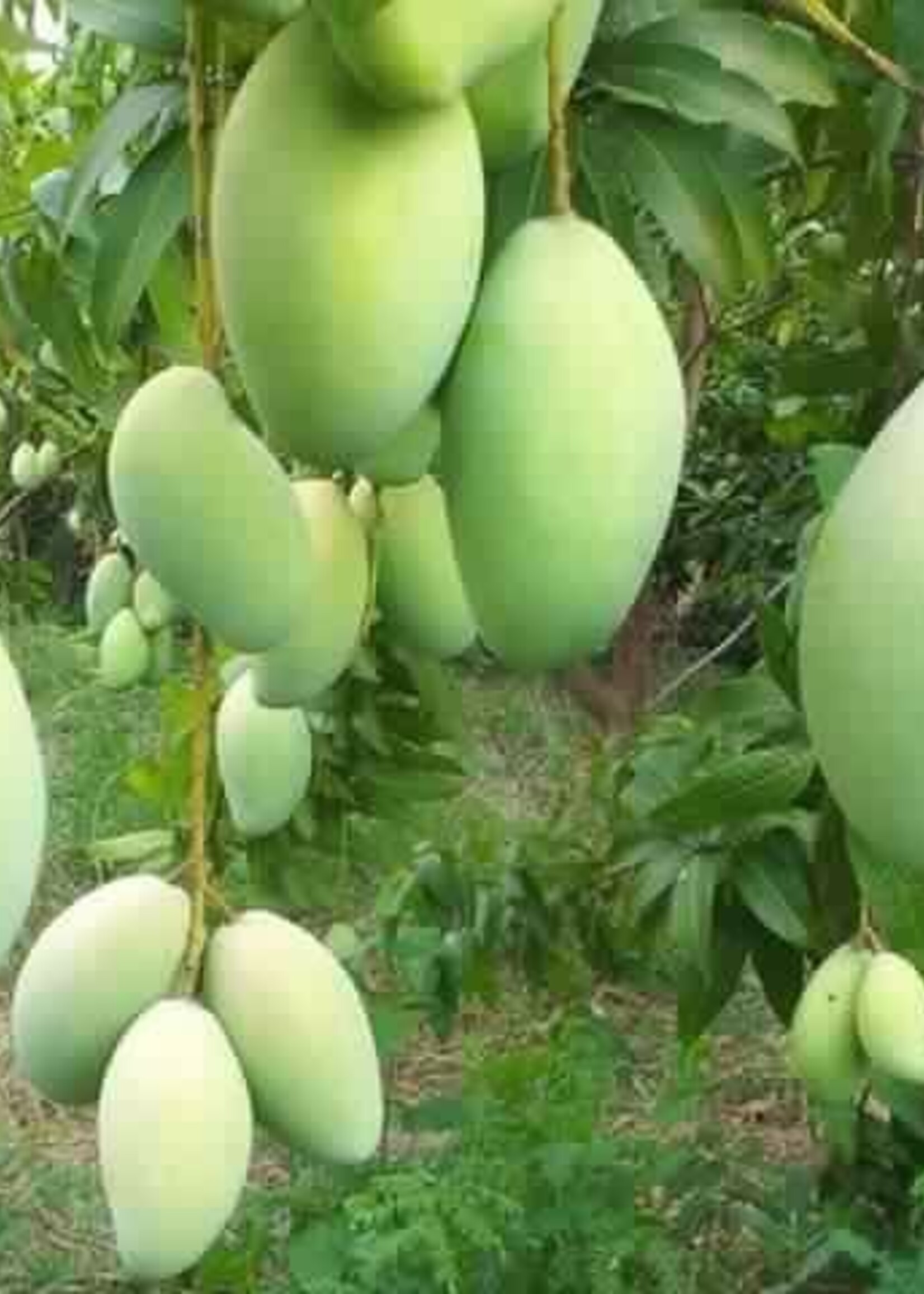 mango 12345 change name