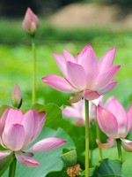 Lush Pink Lotus - change name