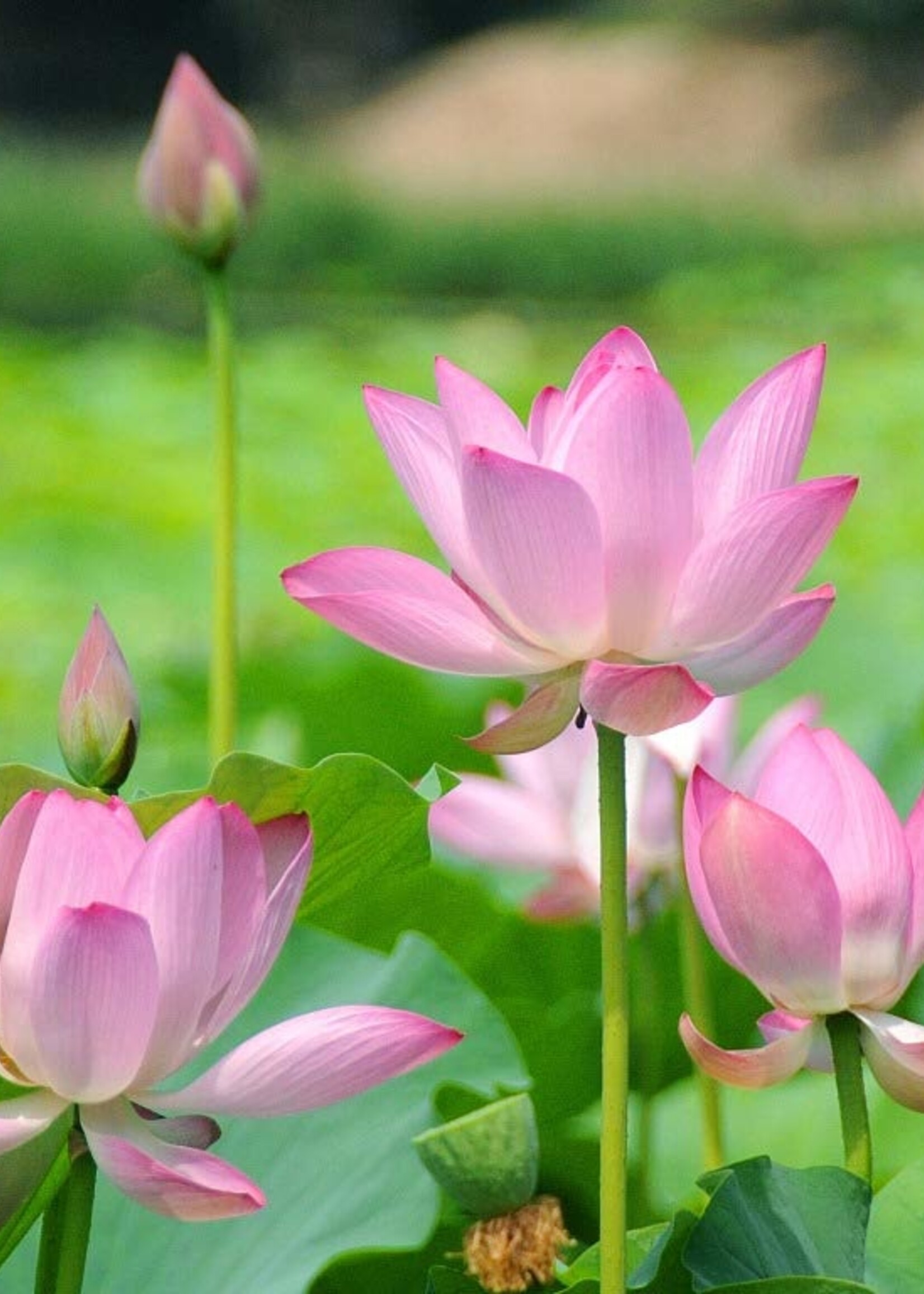 Lush Pink Lotus - change name in PRO