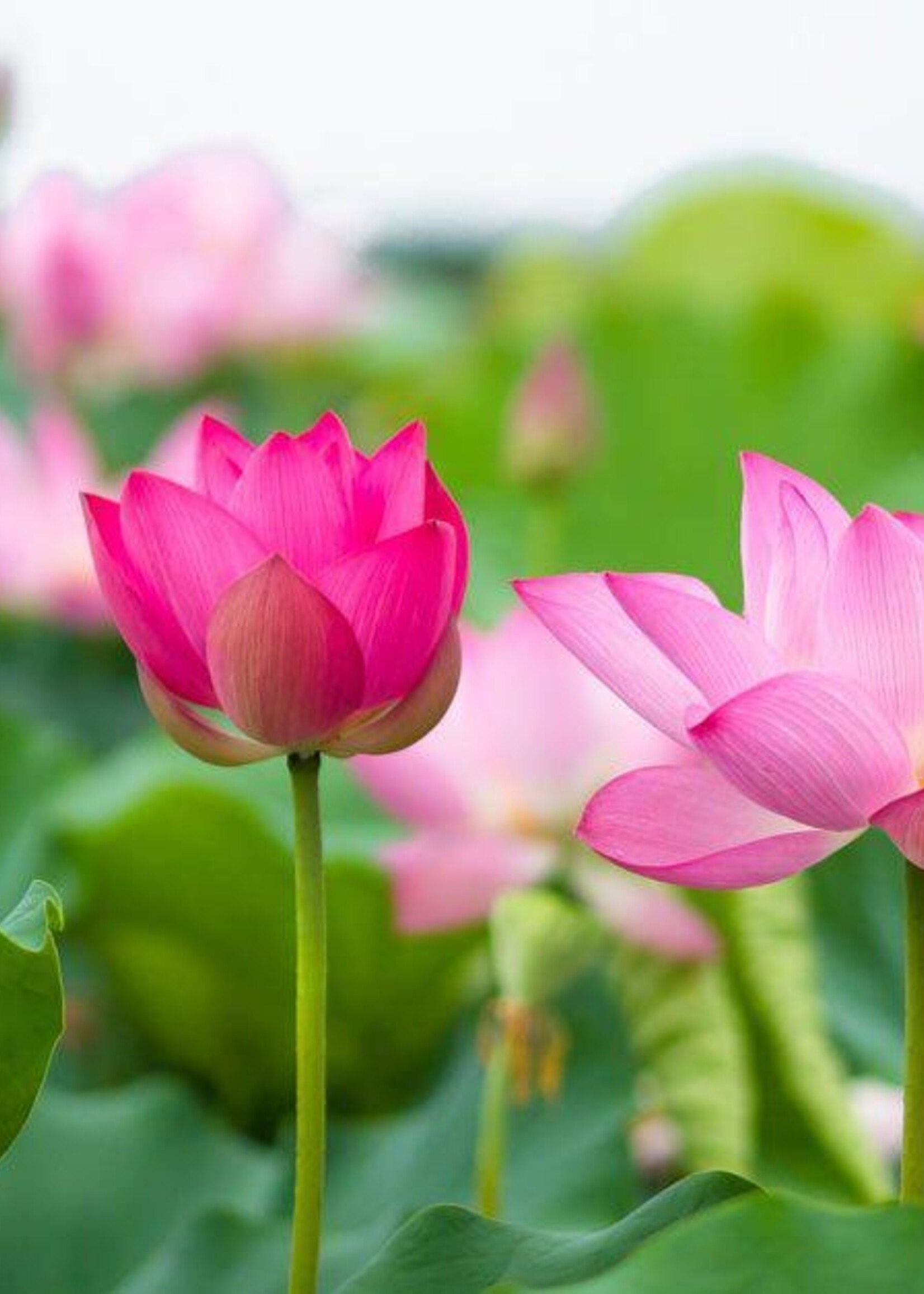 Lotus seed on Monday