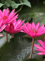 Pink Lotus Configurable product 1 - update name & description QT