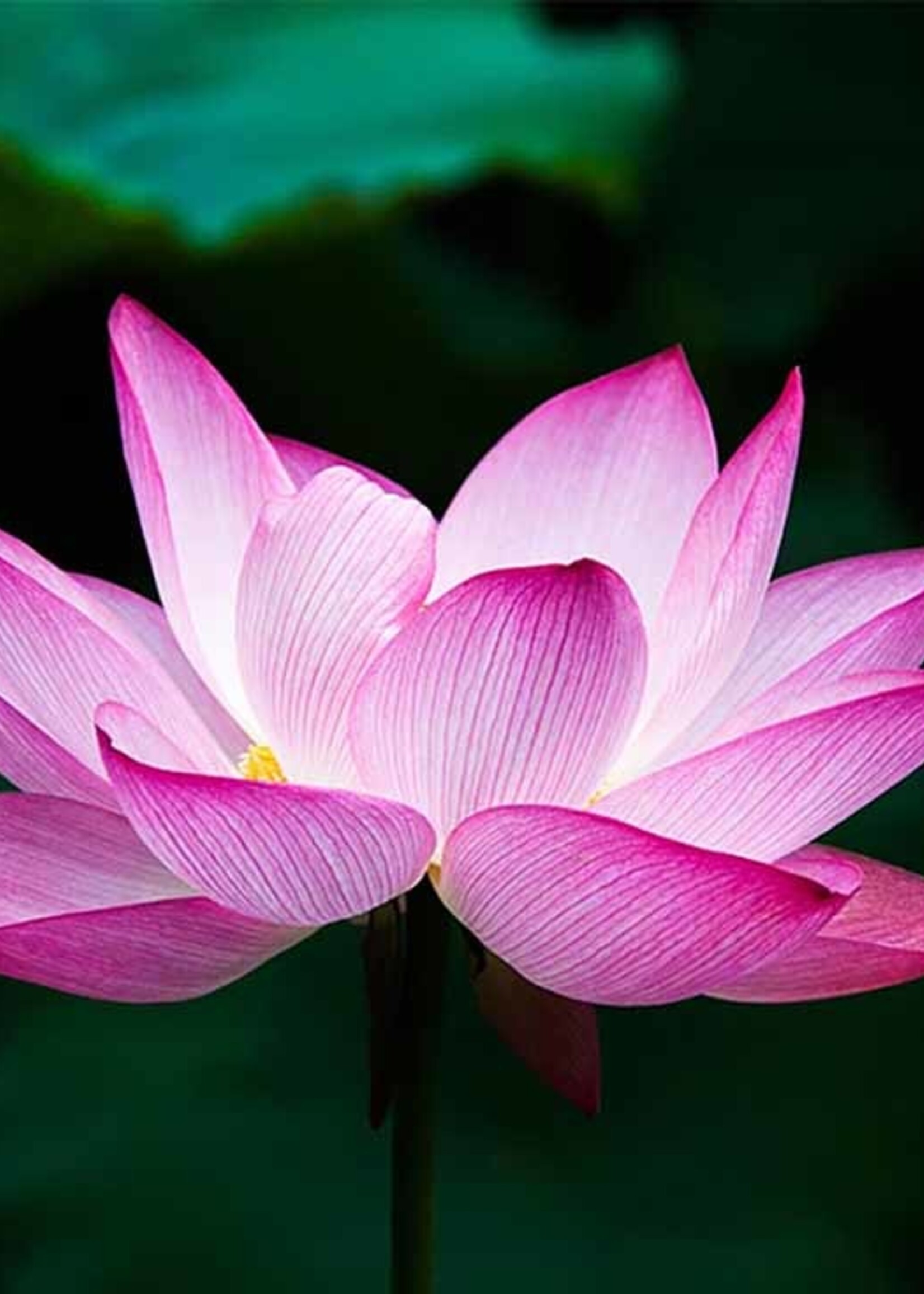 Pink Lotus Configurable product 1 - QT