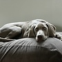 Hondenbed muisgrijs ribcord