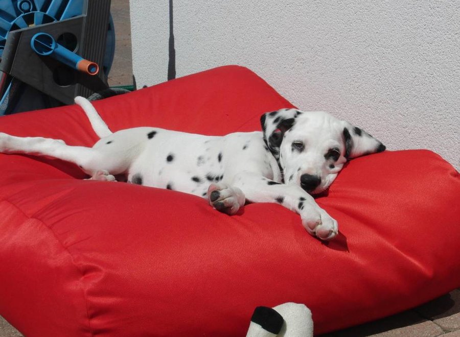 Hondenbed rood vuilafstotende coating extra small