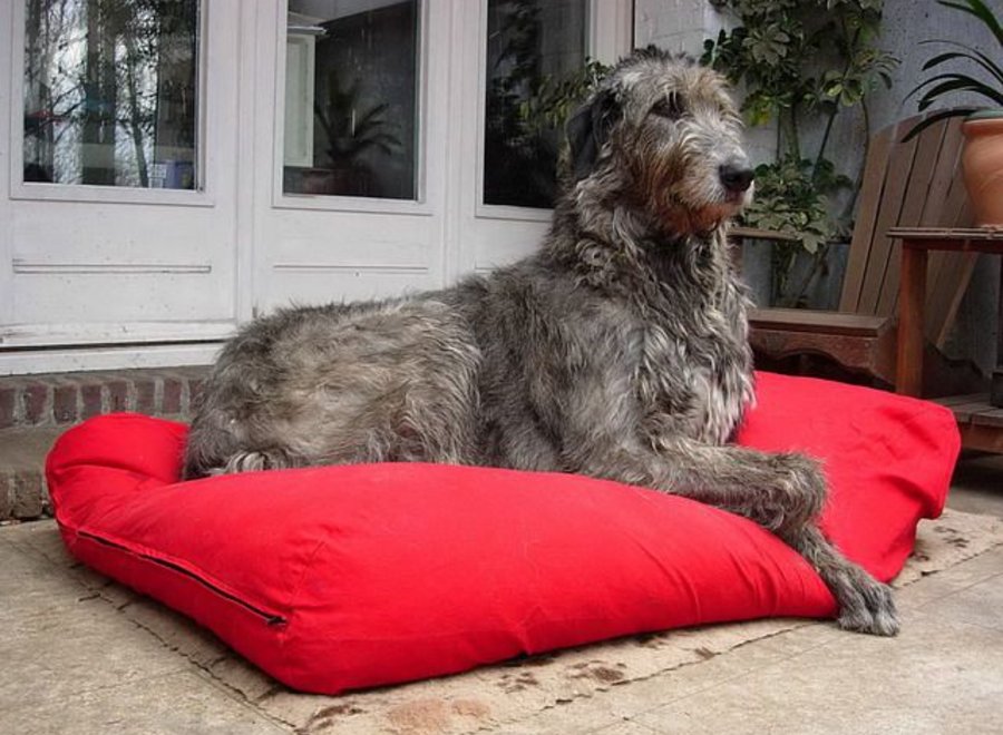 Hondenbed rood superlarge