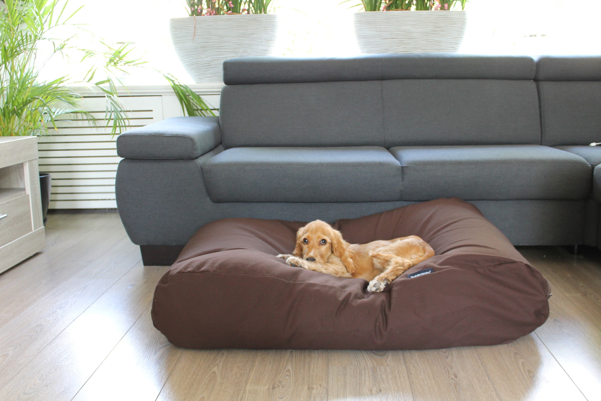 Optimaal Hoeveelheid van Smeltend Hondenkussen chocolade bruin large - Dog's Companion®