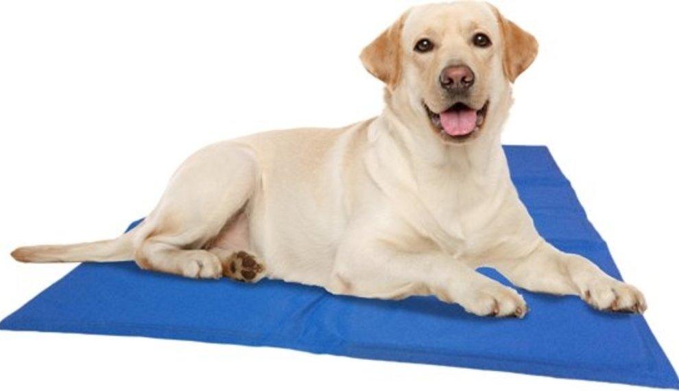 Hittegolf? Tips voor tegengaan oververhitting van je hond.