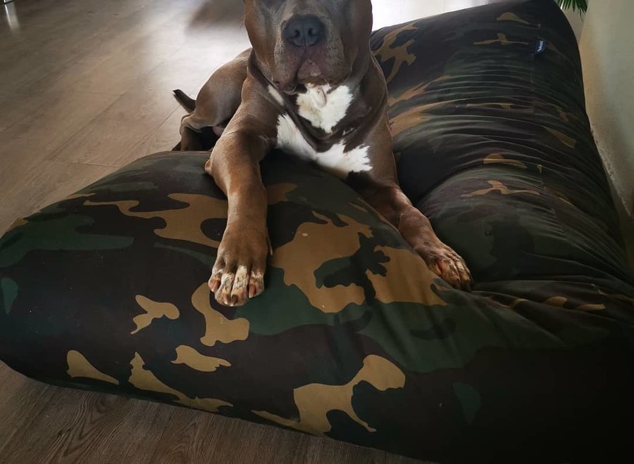 Hondenbed army medium