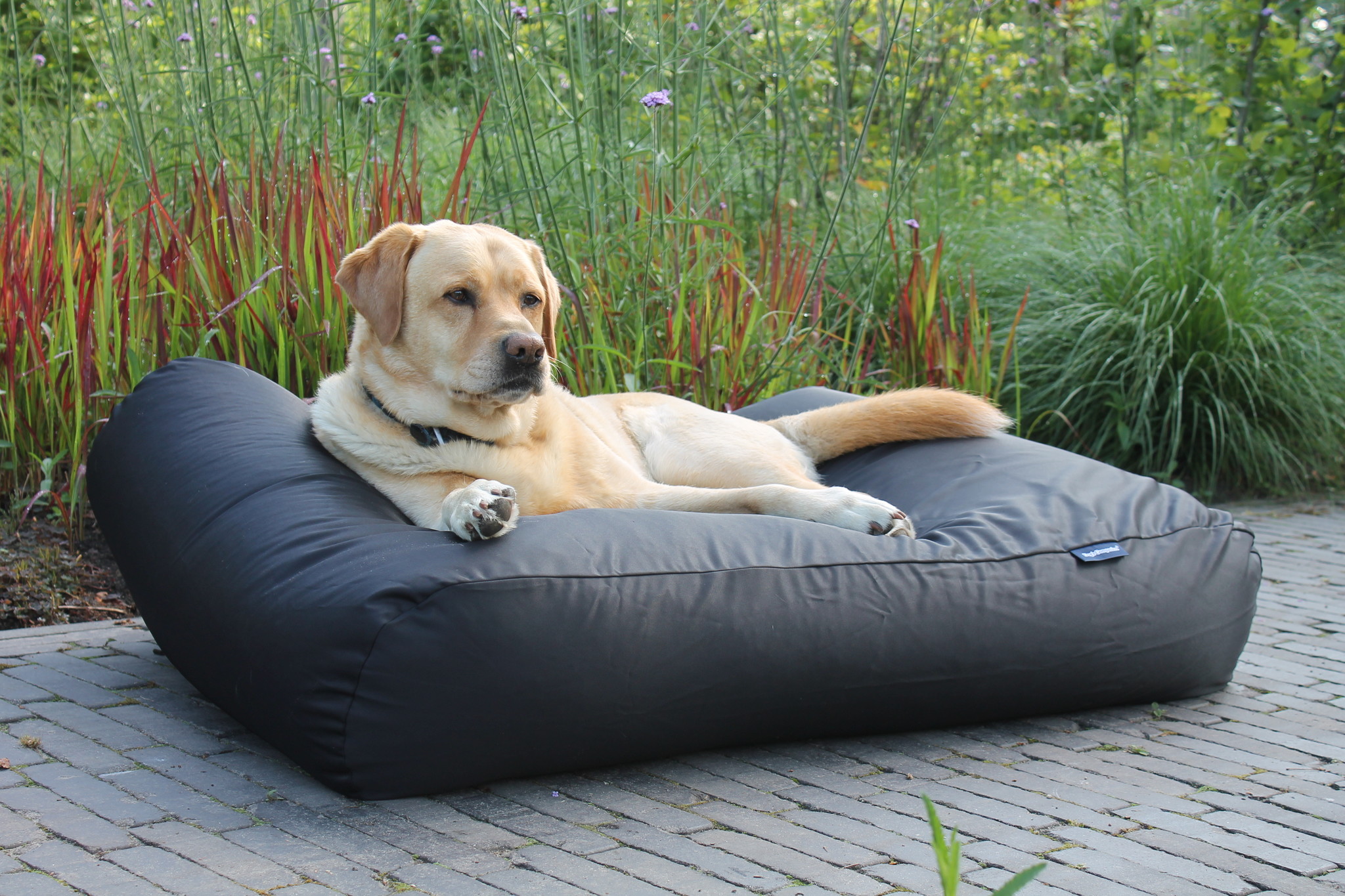 Dog's Companion® Hondenbed zwart vuilafstotende coating small