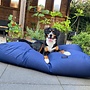 Hondenbed donkerblauw vuilafstotende coating superlarge