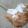 Kattenkussen beige 55 x 45 cm