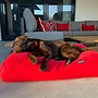 Hondenbed rood ribcord