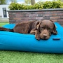Hondenbed petrol extra small