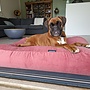 Hondenbed oud roze double ribcord
