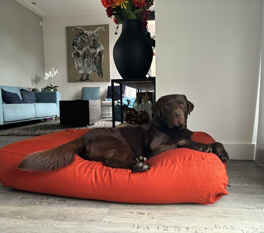 Superlarge Hondenkussens Outlet – XXL Hondenbedden voor Grote Honden Goedkoop | Dog’s Companion