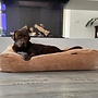 Dog’s Companion Camel Giant Ribcord Hondenkussen | Orthopedisch, Wasbaar, Navulbaar & Duurzaam