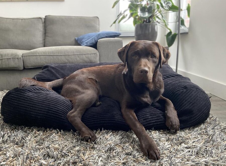 Dog’s Companion Zwart Giant Ribcord Hondenkussen | Orthopedisch, Wasbaar, Navulbaar & Duurzaam