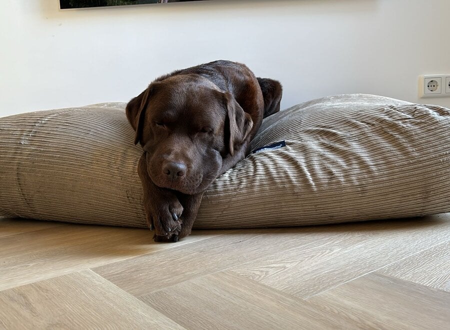 Lever double ribcord hondenkussen met EPS vulling | orthopedisch hondenbed wasbaar en navulbaar | Dog's Companion