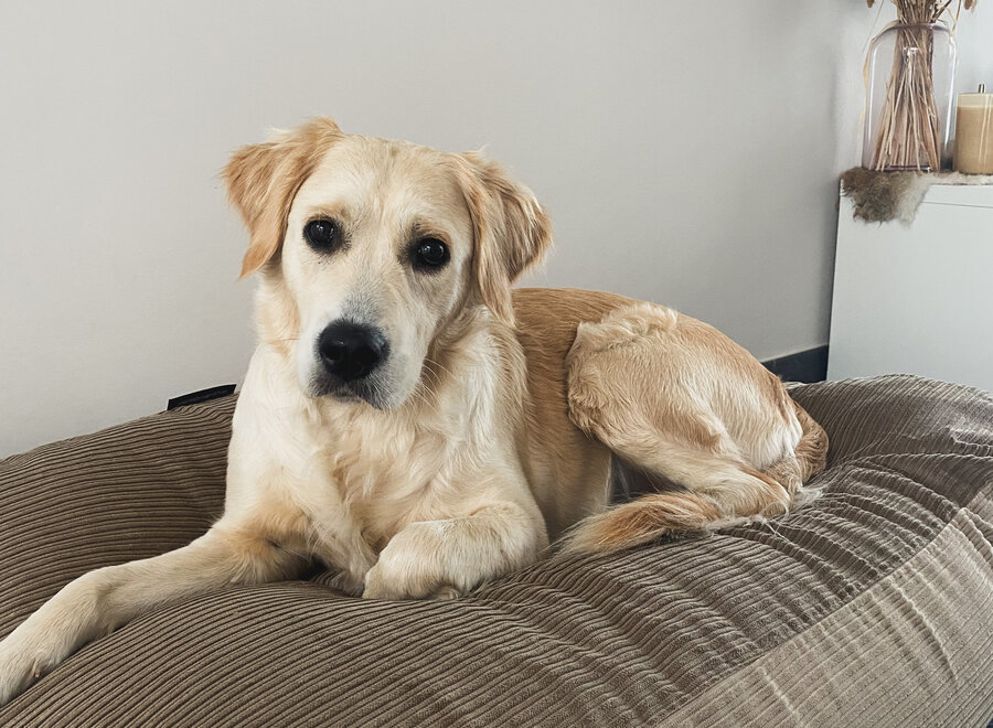 Lever double ribcord hondenkussen met EPS vulling | orthopedisch hondenbed wasbaar en navulbaar | Dog's Companion