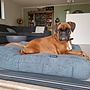 Hondenbed oud groen double ribcord