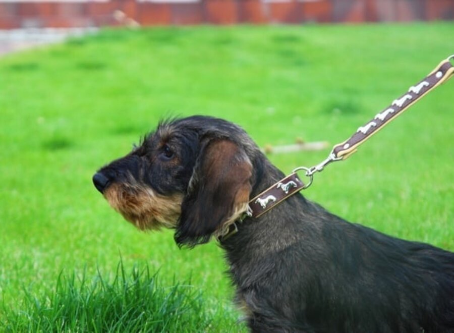 Leren halsband Kaninchen Teckel (klein) zwart
