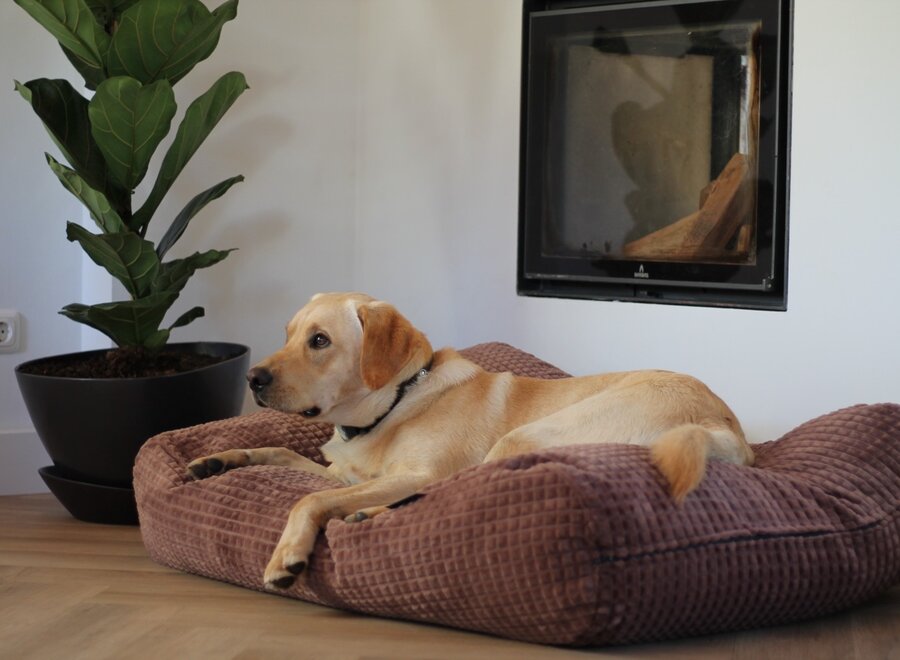 Little Square Soft Brown Hondenkussen | Luxe Bruin Velours Hondenbed met EPS-Parels | Dog's Companion
