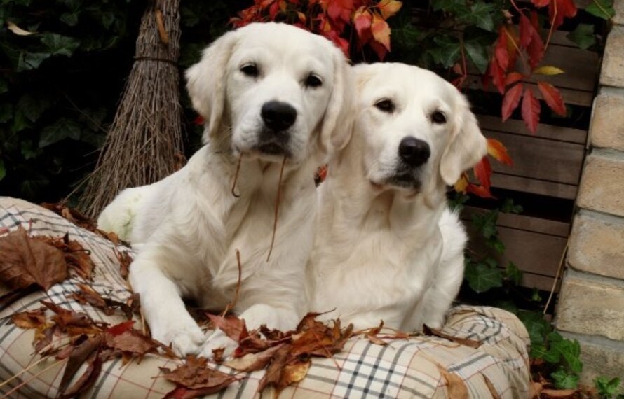 Knusse herfstdagen met je hond: Tips voor comfort en interieur