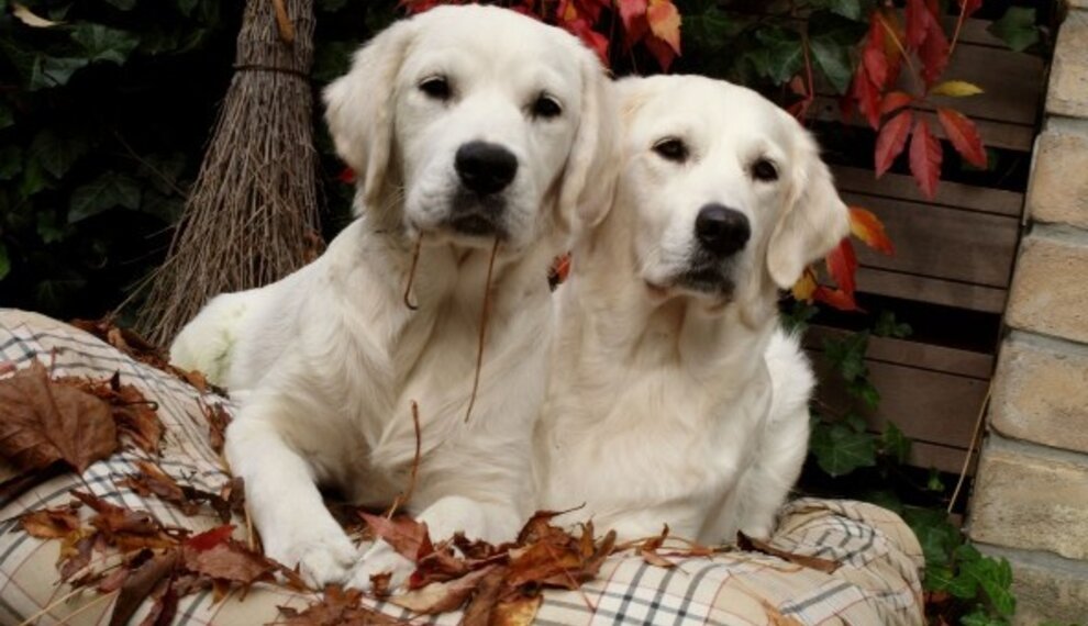 Knusse herfstdagen met je hond: Tips voor comfort en interieur