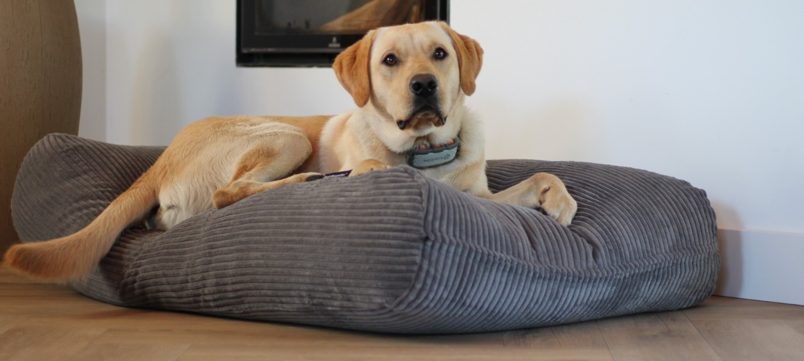 Waarom een Dog’s Companion hondenkussen een hondenleven meegaat
