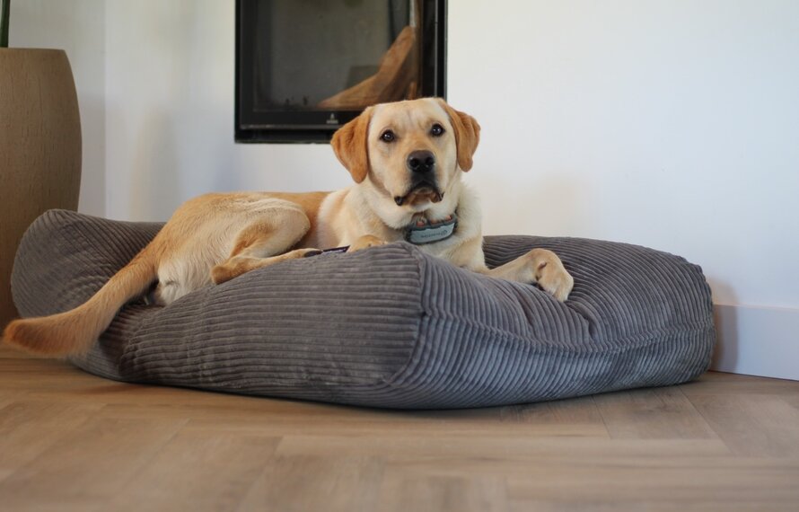 Waarom een Dog’s Companion hondenkussen een hondenleven meegaat