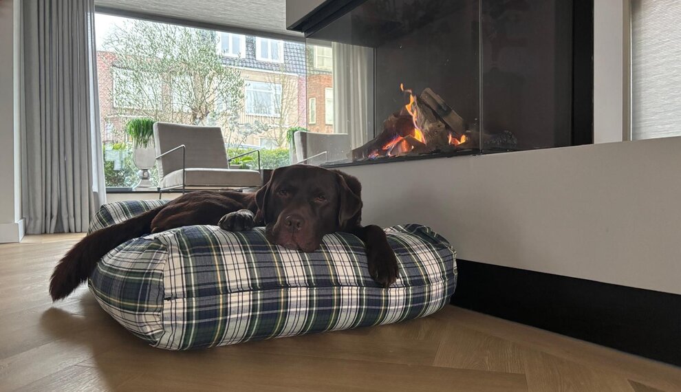 Duurzaam hondenkussen: comfortabel, orthopedisch en eco-vriendelijk voor elke hond