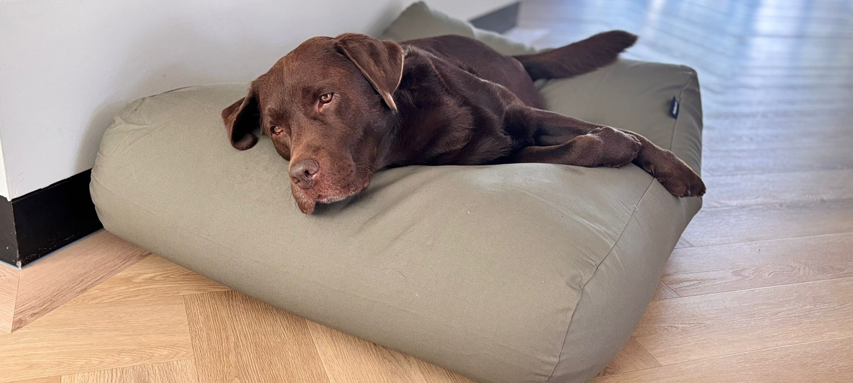 De beste Sinterklaas cadeaus voor jouw hond 