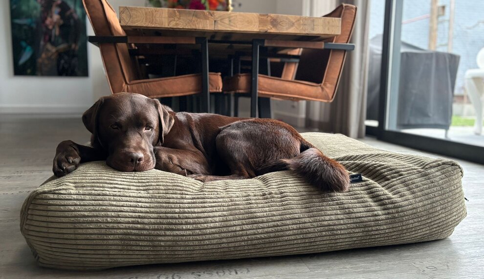 Duurzaam & winterproof hondenkussen: warm, navulbaar en perfect voor elke hond