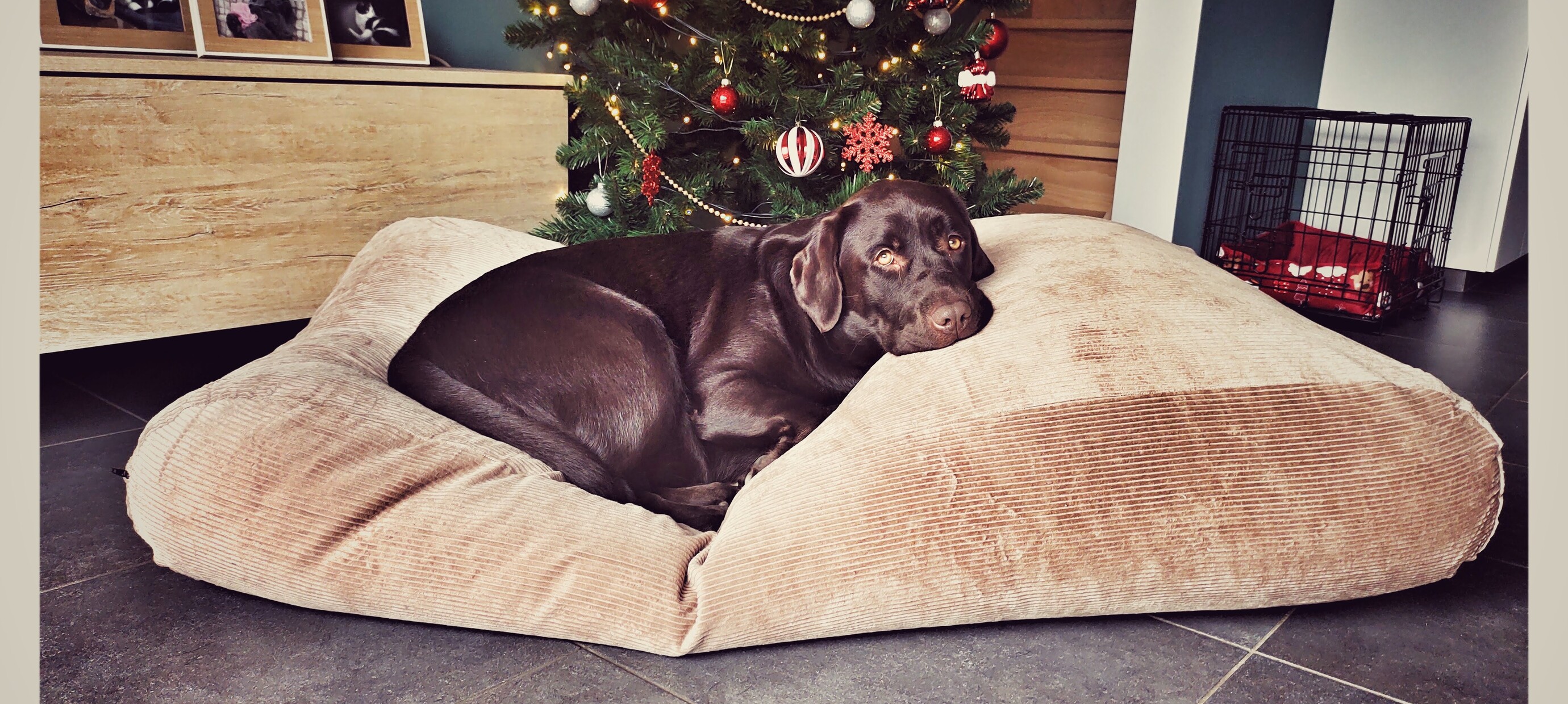 Kerstcadeau voor je hond: zo maak je het hondenkussen feestelijk en stijlvol