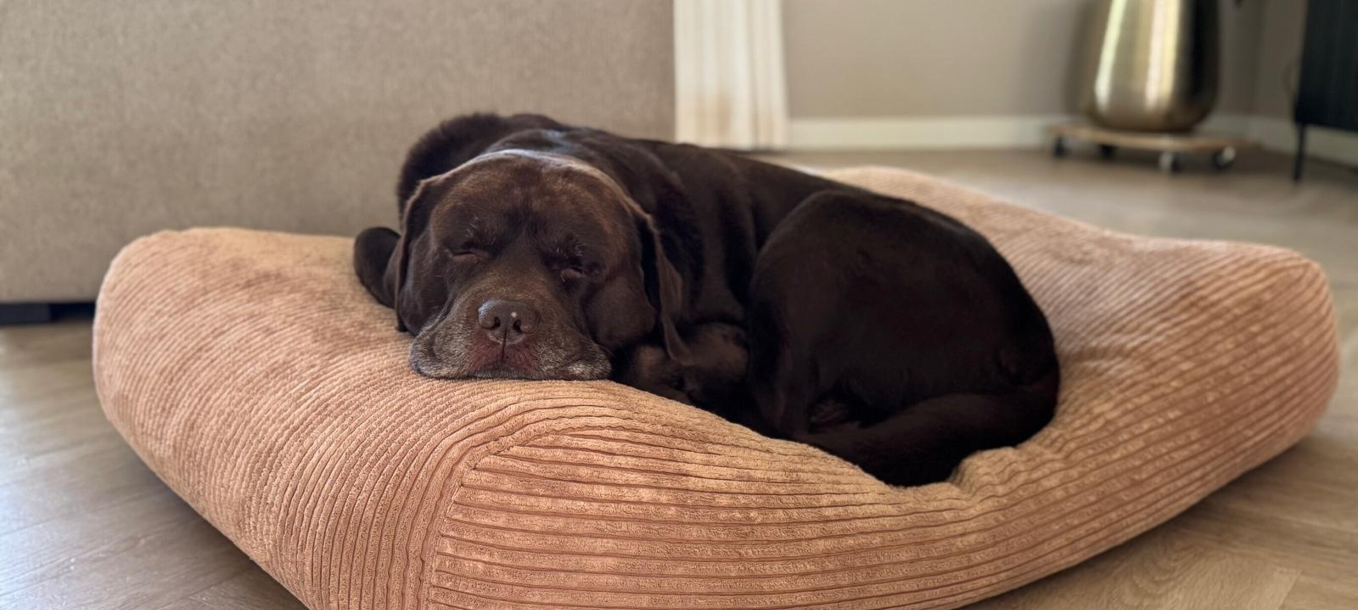 Hoe kies je het beste hondenkussen voor oudere honden?