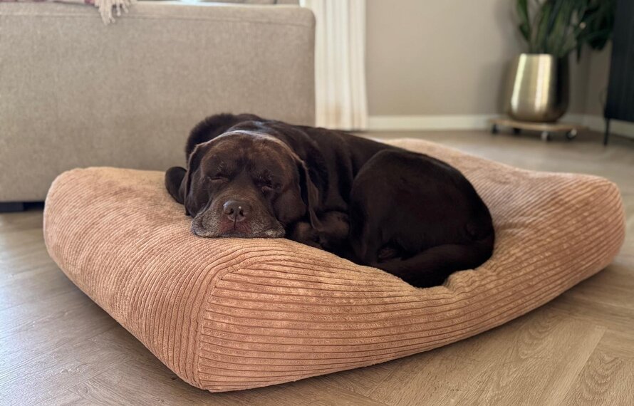 Hoe kies je het beste hondenkussen voor oudere honden?