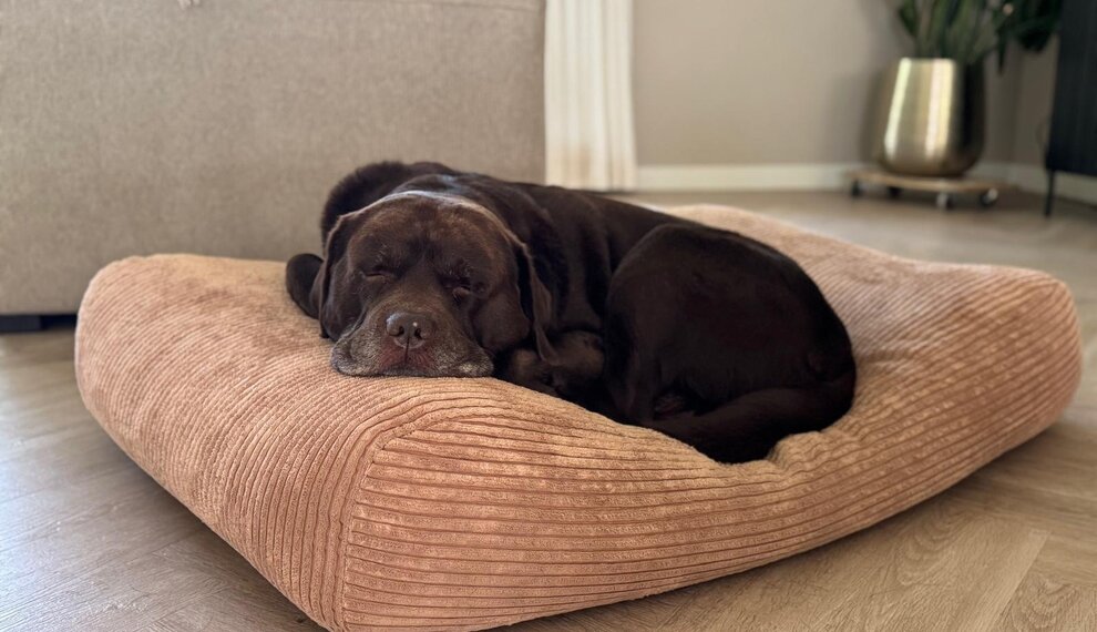 Hoe kies je het beste hondenkussen voor oudere honden?