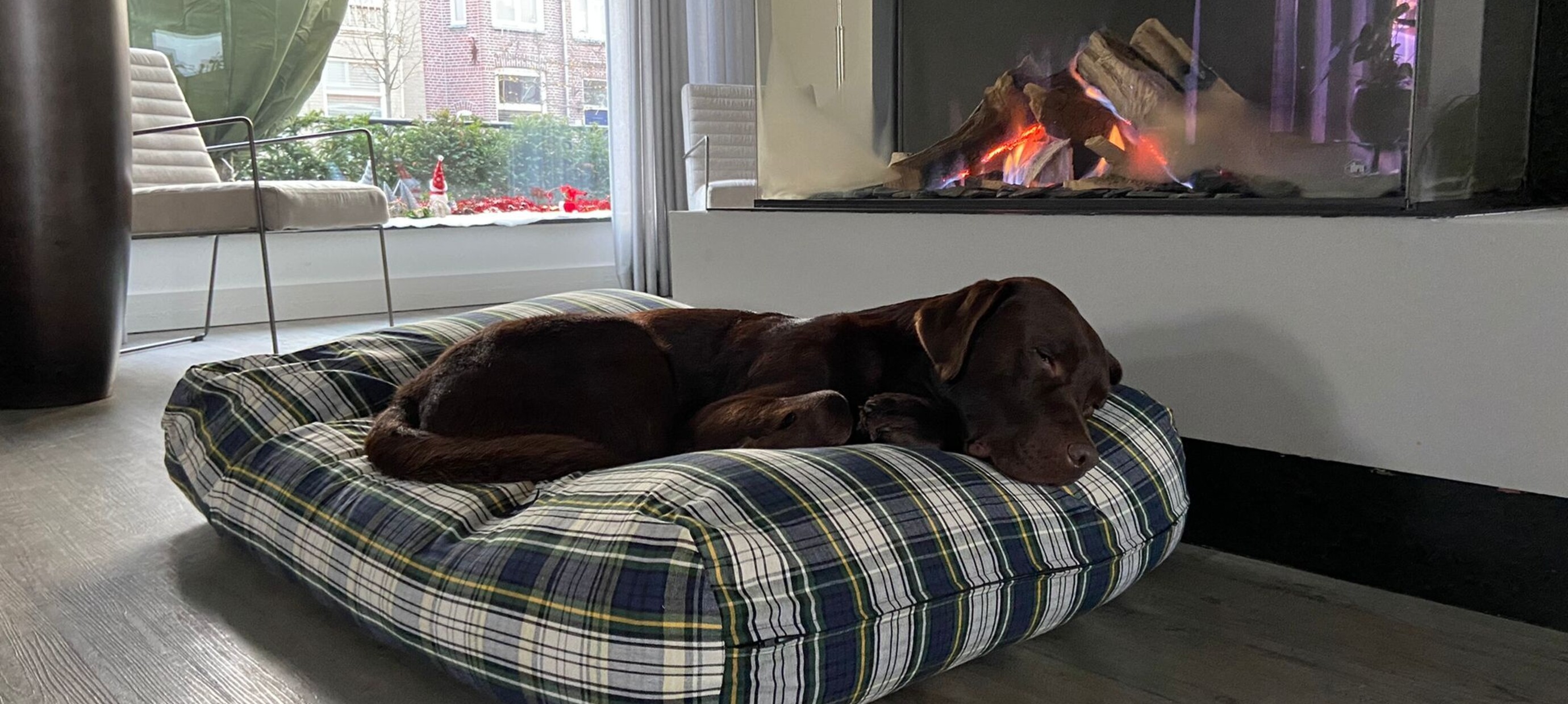 Vuurwerk en honden: zo creëer je een veilige en rustige plek in huis