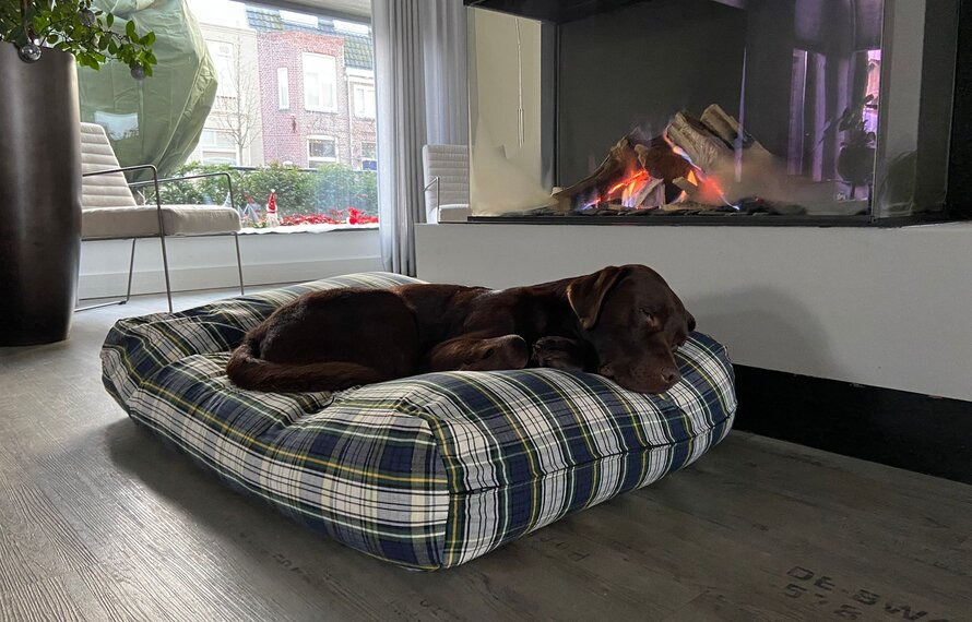 Vuurwerk en honden: zo creëer je een veilige en rustige plek in huis