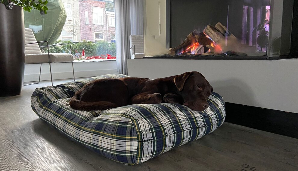 Vuurwerk en honden: zo creëer je een veilige en rustige plek in huis